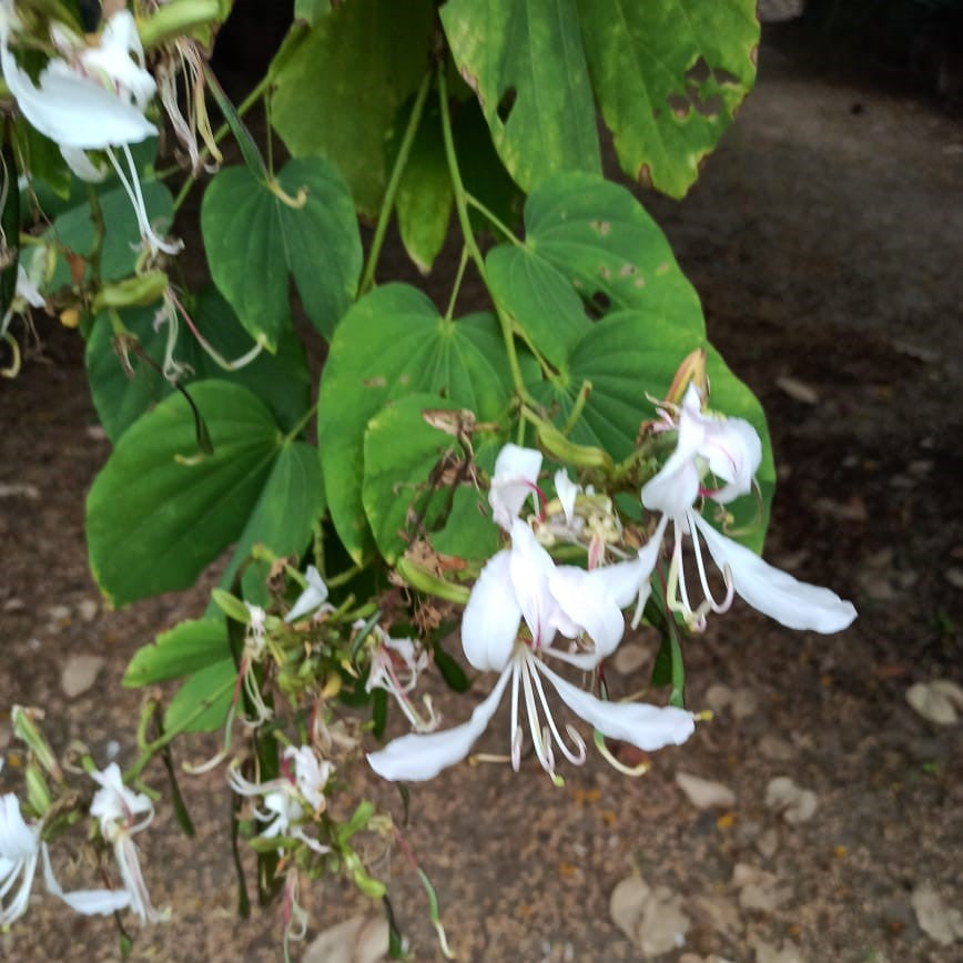  Bauhinia Purpurea Alba Kachnar Plant