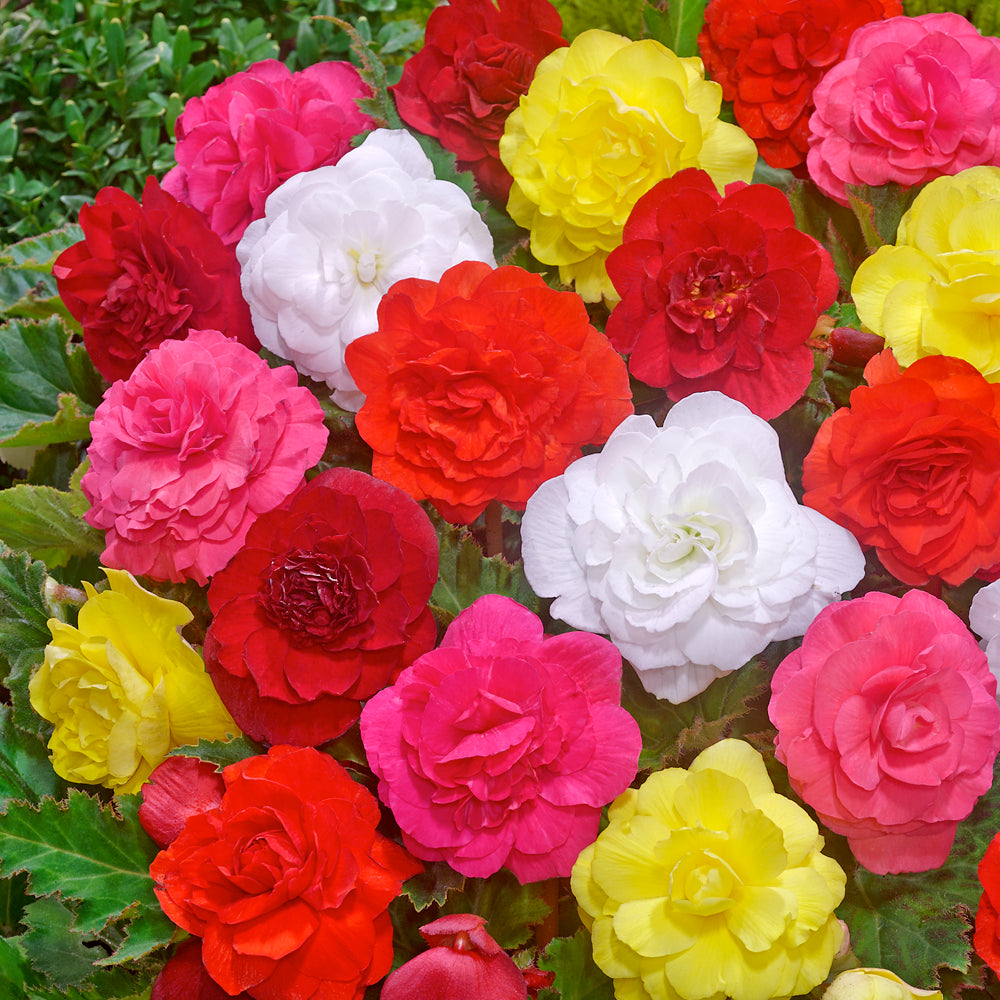  Begonia (Mix Bulbs)