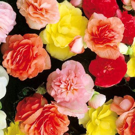  Begonia Tuberous Double (Mix Bulbs)