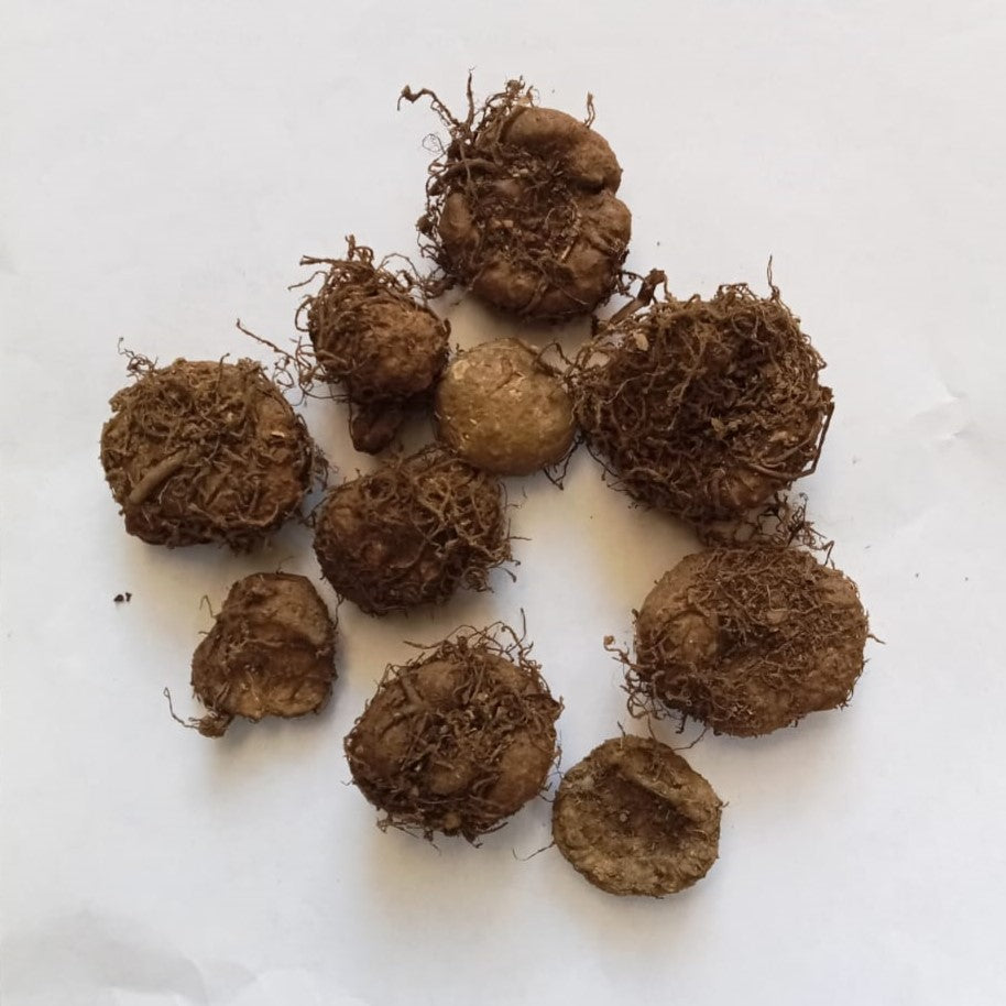  Begonia (Mix Bulbs)