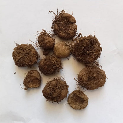  Begonia (Mix Bulbs)