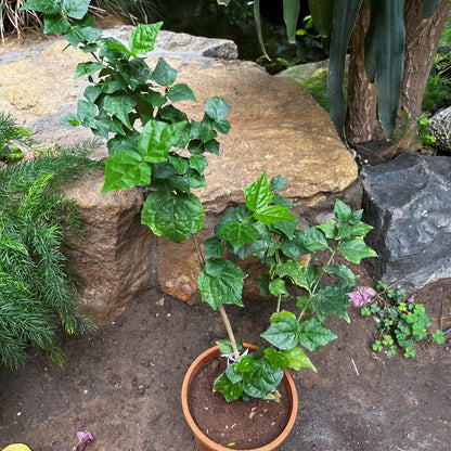  Bengal Trumpet Vine Plant