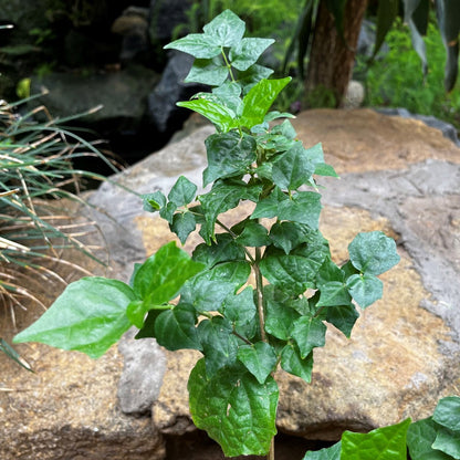  Bengal Trumpet Vine Plant
