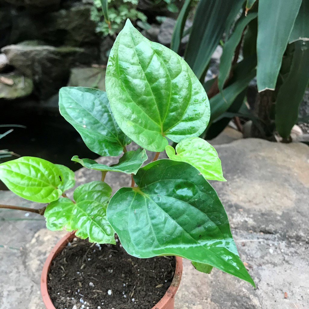  Betel Leaf Vine Paan Plant