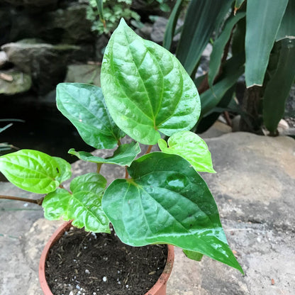  Betel Leaf Vine Paan Plant
