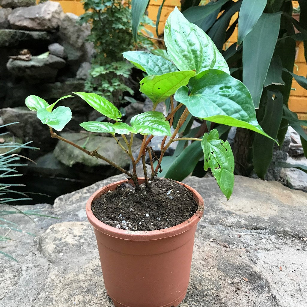  Betel Leaf Vine Paan Plant