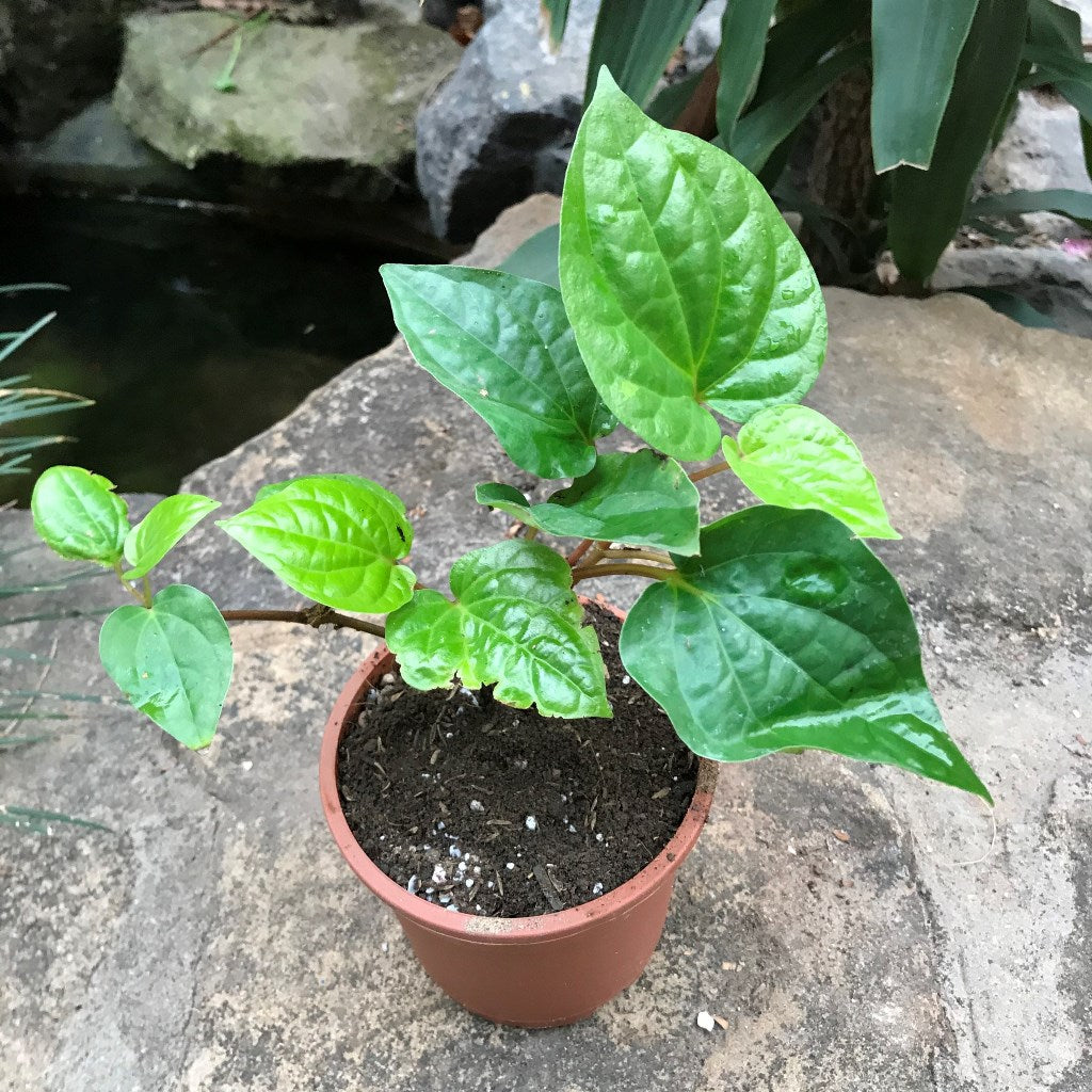  Betel Leaf Vine Paan Plant