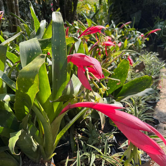  Billbergia Zebrina Plant