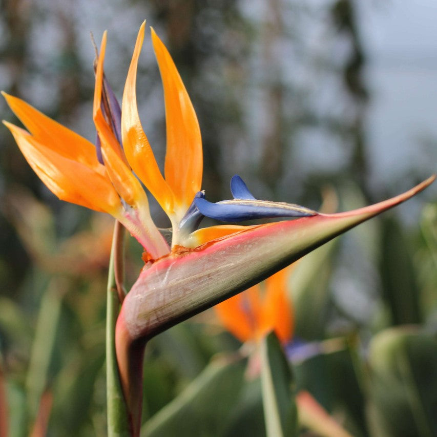  Bird Of Paradise - Strelitzia Reginae Plant