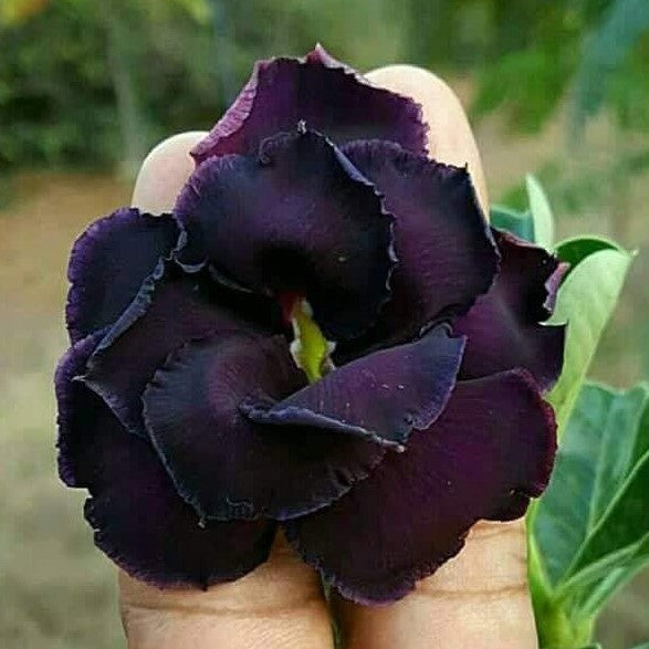  Black Beauty Adenium Plant