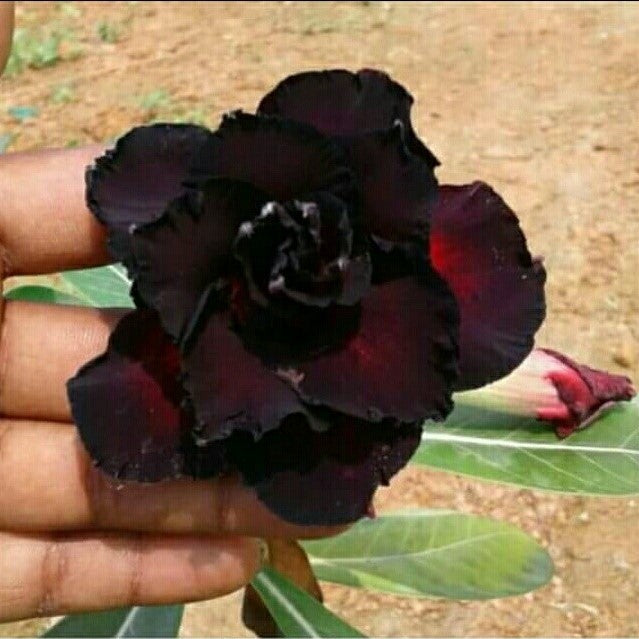  Black Panther Adenium Plant