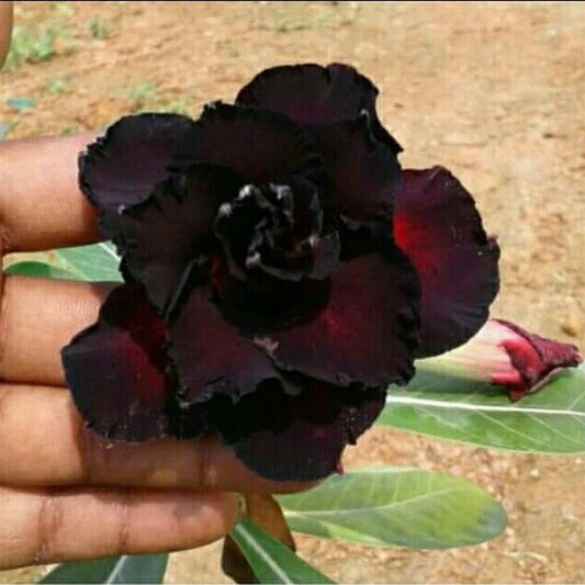  Black Panther Adenium Plant
