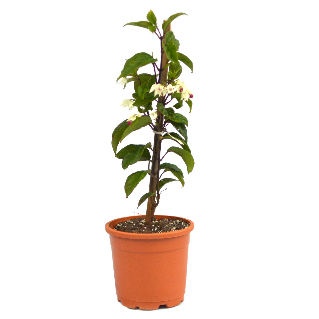  Bleeding Heart Vine Plant
