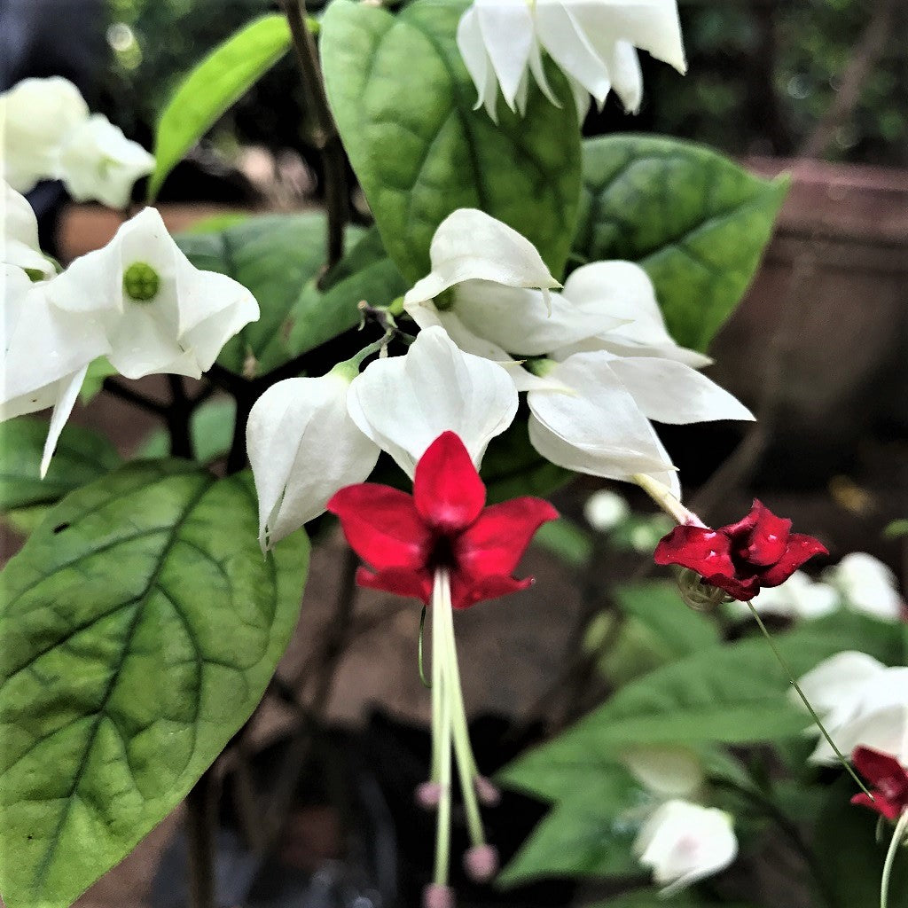  Bleeding Heart Vine Plant