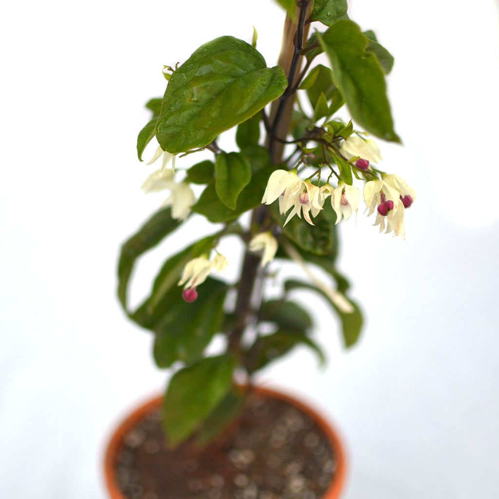 Bleeding Heart Vine Plant