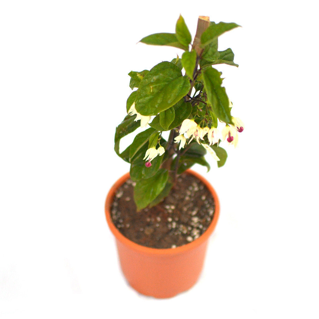  Bleeding Heart Vine Plant