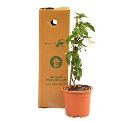  Bleeding Heart Vine Plant