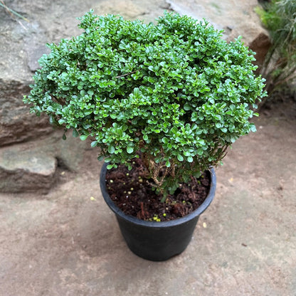  Bonsai Dwarf Murraya Paniculata Plant