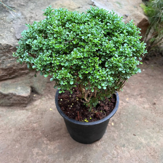  Bonsai Dwarf Murraya Paniculata Plant