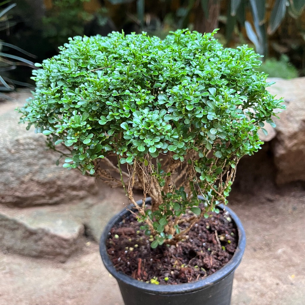  Bonsai Dwarf Murraya Paniculata Plant