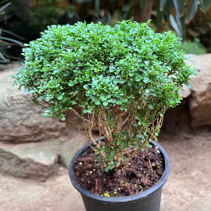  Bonsai Dwarf Murraya Paniculata Plant