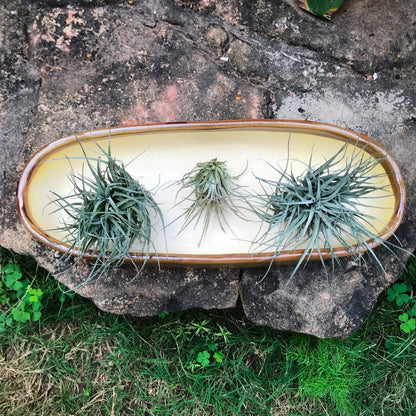  Set Of 2 Chiselled Bonsai Ceramic Tray Kok