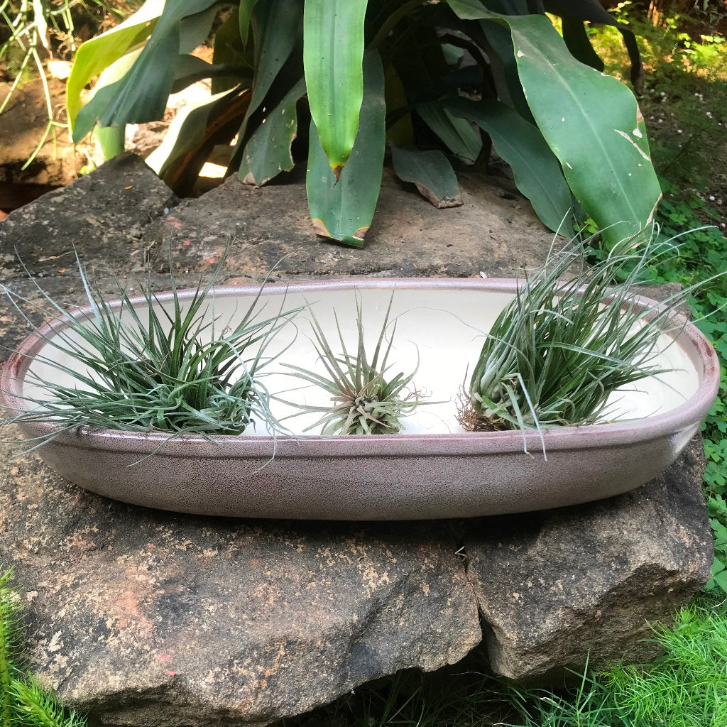  Set Of 2 Chiselled Bonsai Ceramic Tray Kok