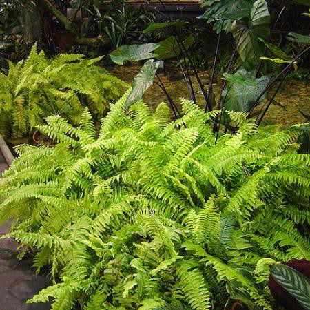  Boston Fern Air Purifier Fern Plant