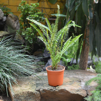  Boston Fern Air Purifier Fern Plant