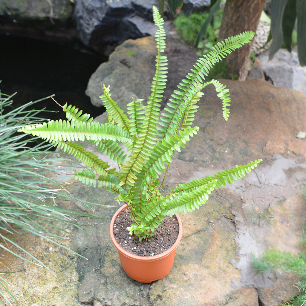  Boston Fern Air Purifier Fern Plant