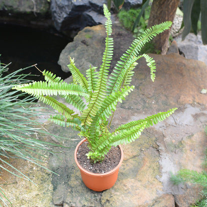  Boston Fern Air Purifier Fern Plant