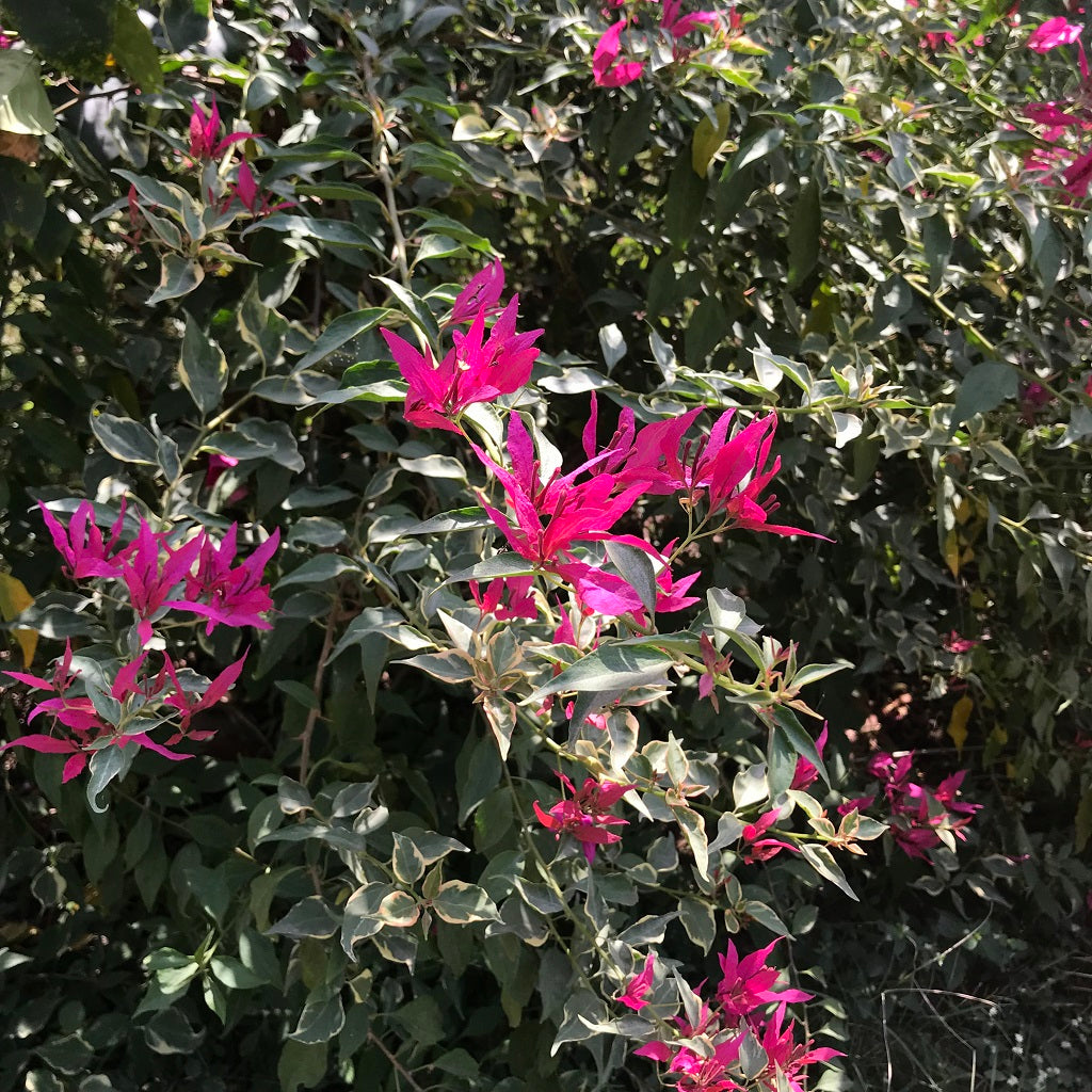  Bougainvillea Pink Orchid Plant