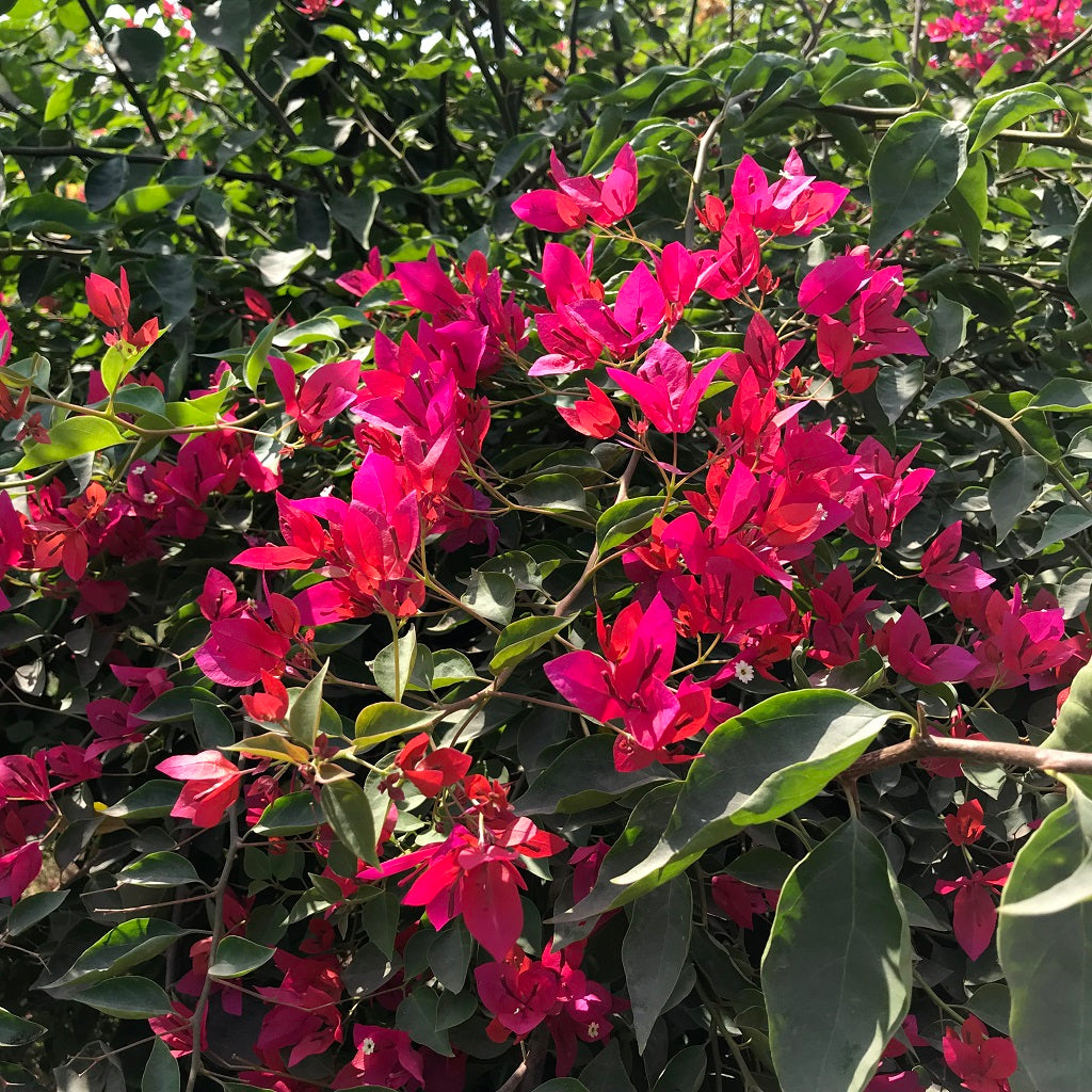  Bougainvillea Red Orchid Plant