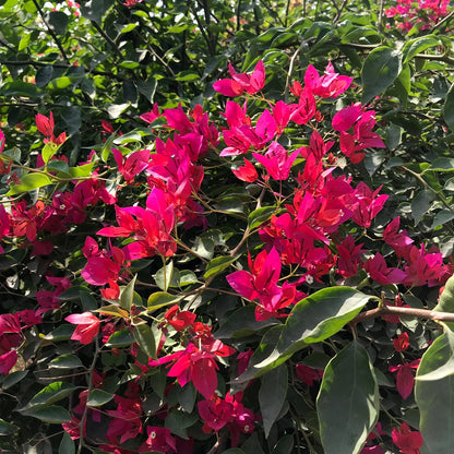  Bougainvillea Red Orchid Plant