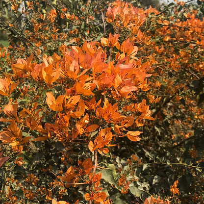  Bougainvillea Yellow Orchid Plant