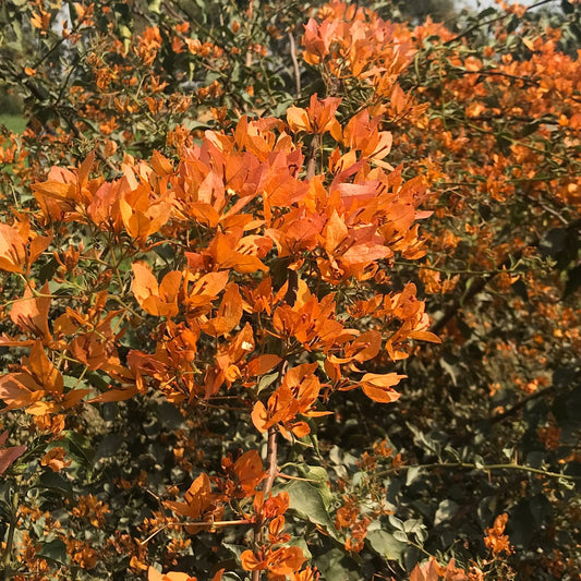  Bougainvillea Yellow Orchid Plant