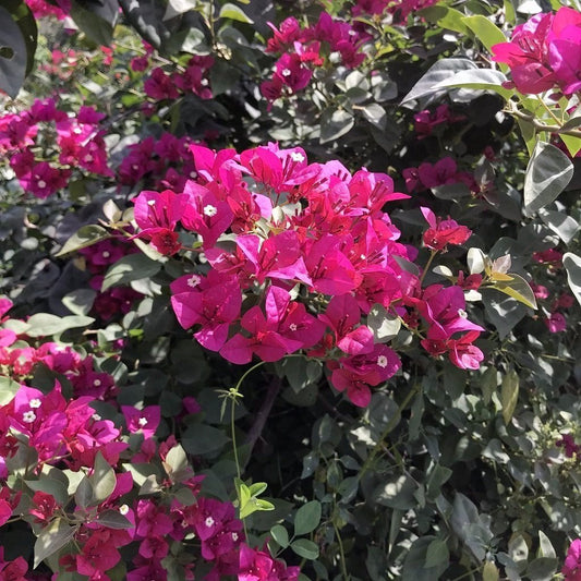  Bougainvillea Barbara Karst Plant