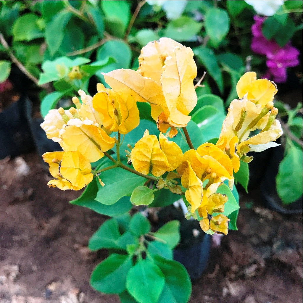  Bougainvillea California Gold Plant