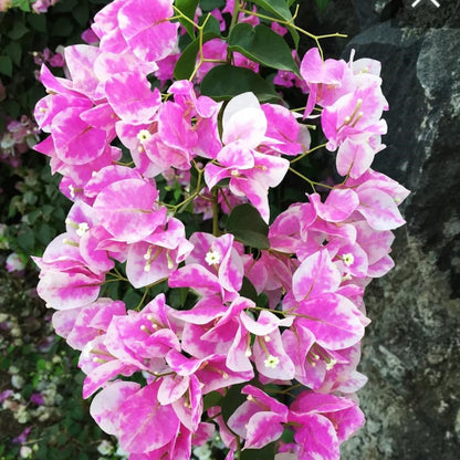  Bougainvillea Imperial Thai Delight Plant