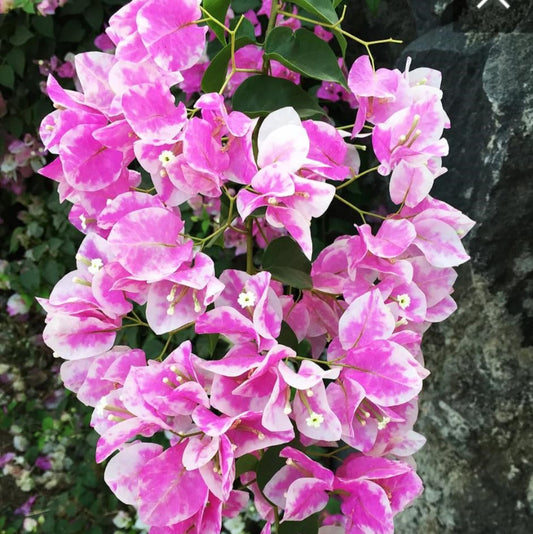  Bougainvillea Imperial Thai Delight Plant