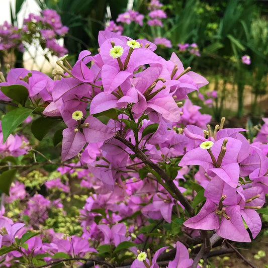  Bougainvillea Glabra Magnifica Plant