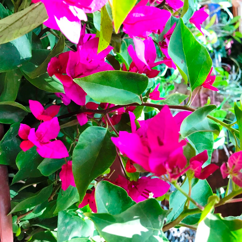  Bougainvillea La Jolla Plant