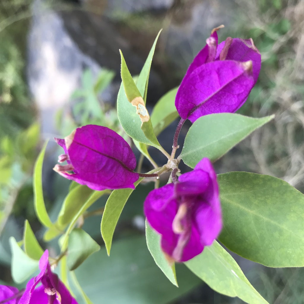  Bougainvillea Purple Queen Plant