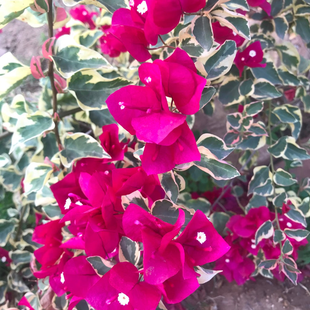  Bougainvillea Raspberry Ice Plant