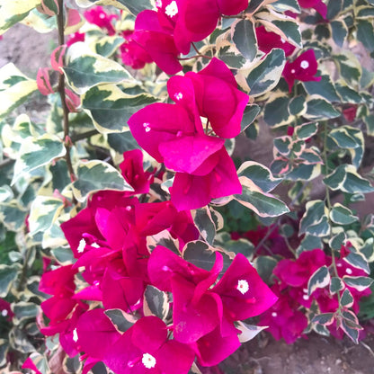  Bougainvillea Raspberry Ice Plant