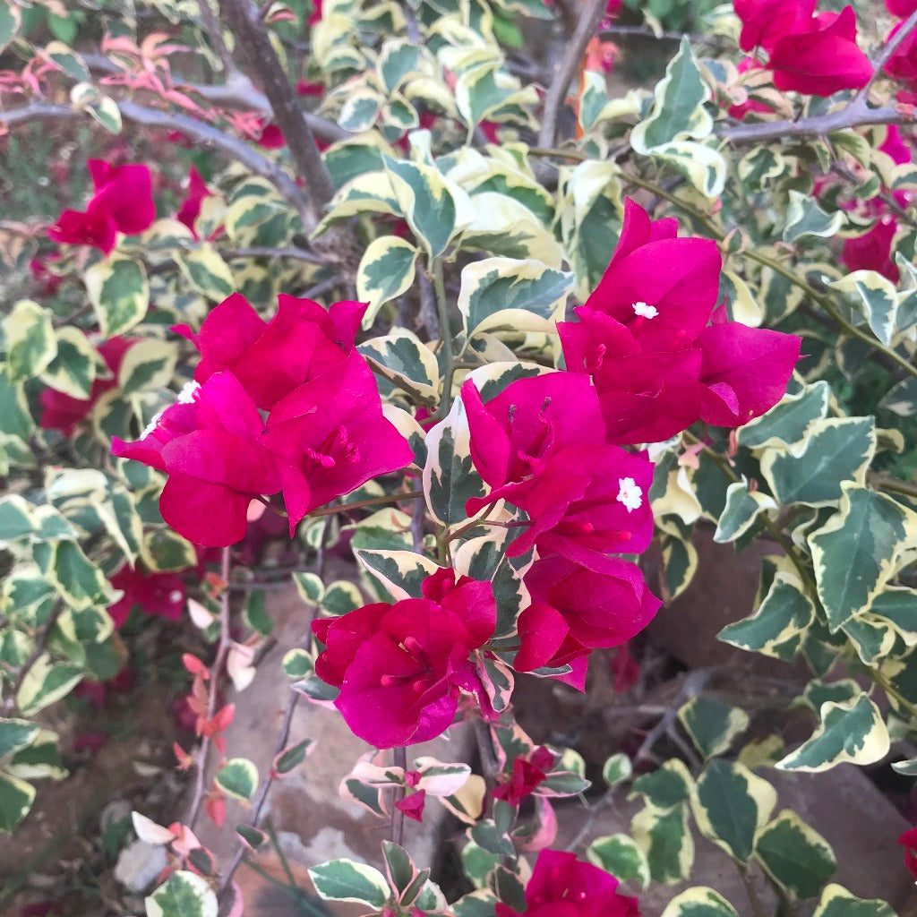  Bougainvillea Raspberry Ice Plant