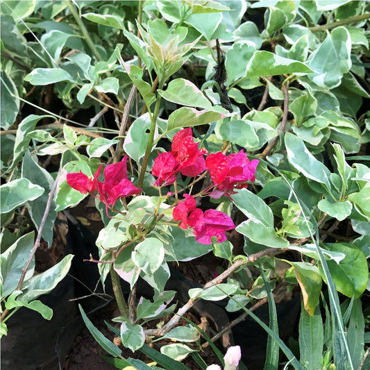  Bougainvillea Royal Bengal Red Plant