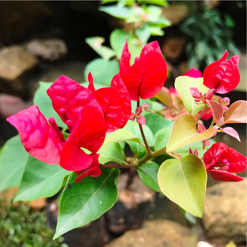  Bougainvillea Scarlet Glory Plant