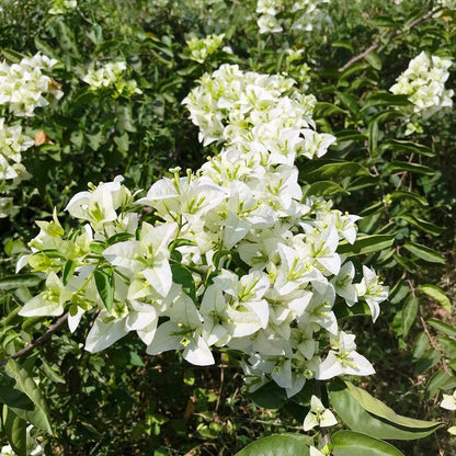  Bougainvillea Shubra Plant