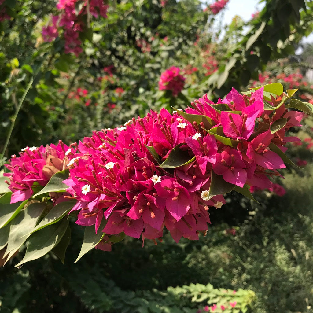  Bougainvillea Sunvillea Rose Dwarf Plant